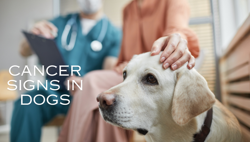 cancer signs in dogs