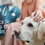 cancer signs in dogs