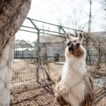 2026 AI Chatbot Tuning: Optimize Llama 3 on Linux