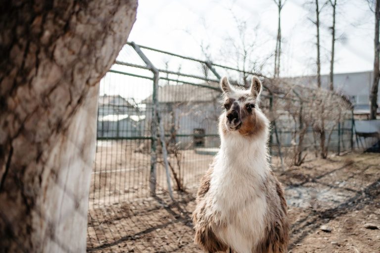 2026 AI Chatbot Tuning: Optimize Llama 3 on Linux