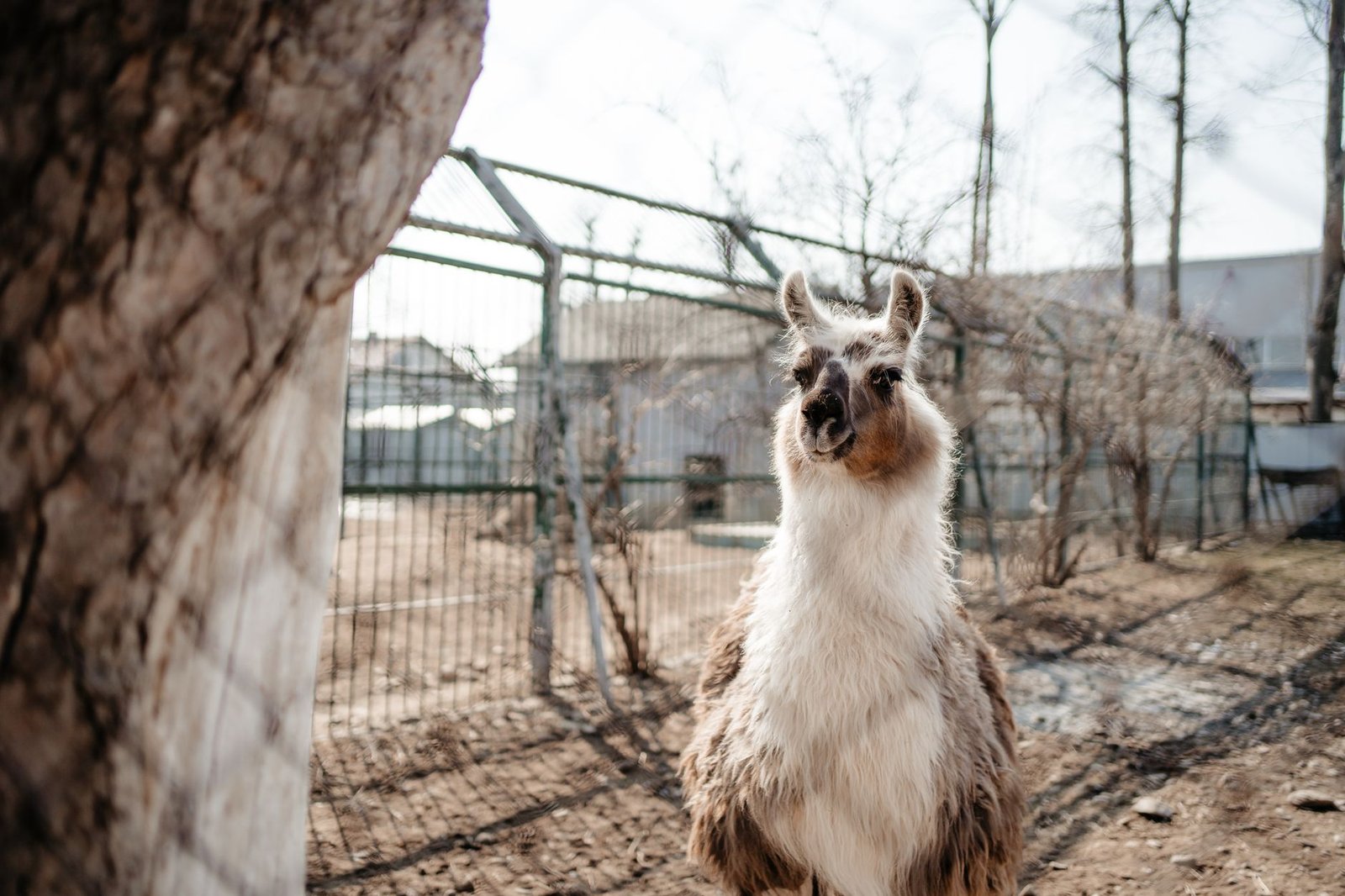 2026 AI Chatbot Tuning: Optimize Llama 3 on Linux